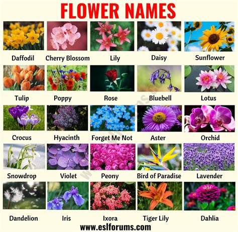 weird flower names|List Of Rare Flower Names: 25 Flowers You May .